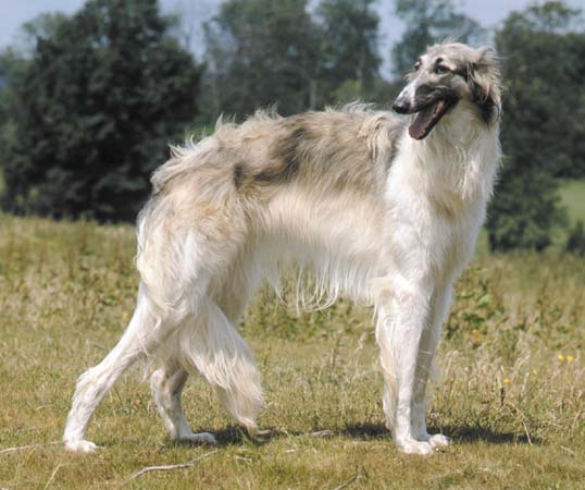 Borzoi dog breed information, pictures and facts ...