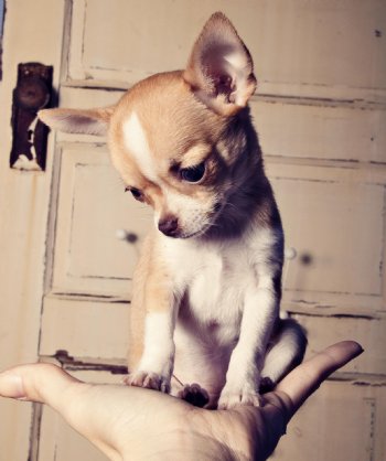 What are some common facts about Chihuahua puppies?