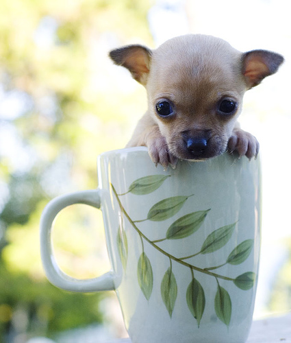 What are some common facts about Chihuahua puppies?