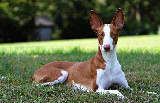 Ibizan Hound dog breed information and facts ...