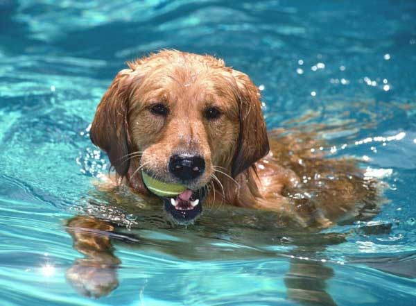 Golden Retriever - playing in the pool