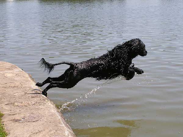 Portuguese Water Dog - jumping in the water 