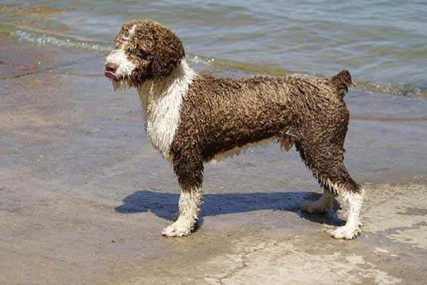 Spanish Water Dog - picture