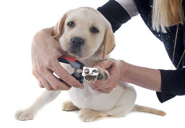 Best Dog Nail Clippers - picture