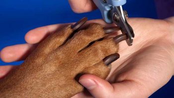 Best dog nail trimmers - picture of a dog paw