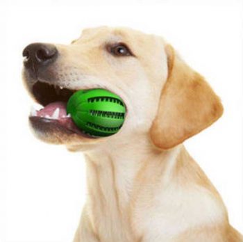 Best dog toys for Labs - picture 