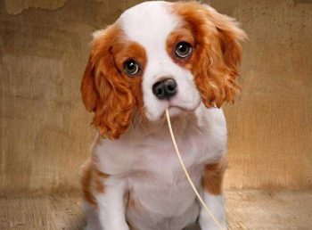 Can dogs eat spaghetti - picture