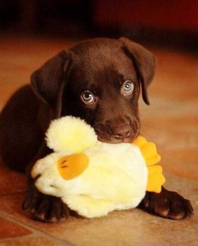 Lab puppy with toy - picture