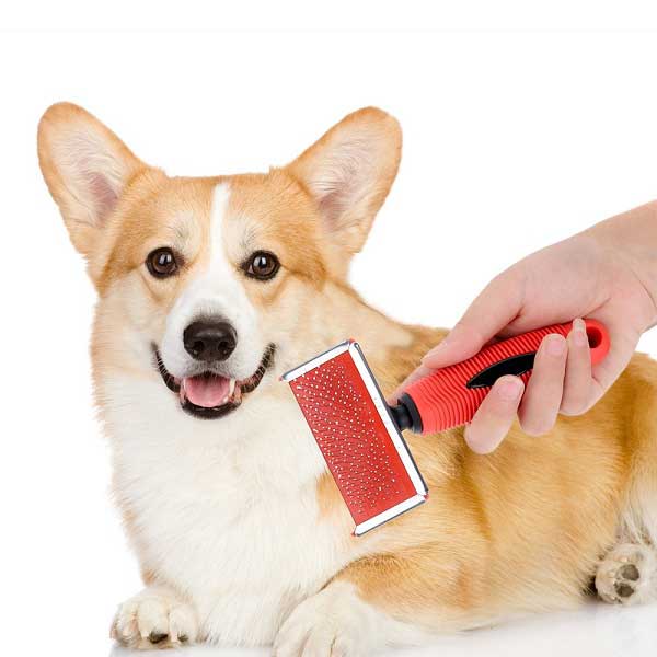 Best brush for short haired dogs - picture