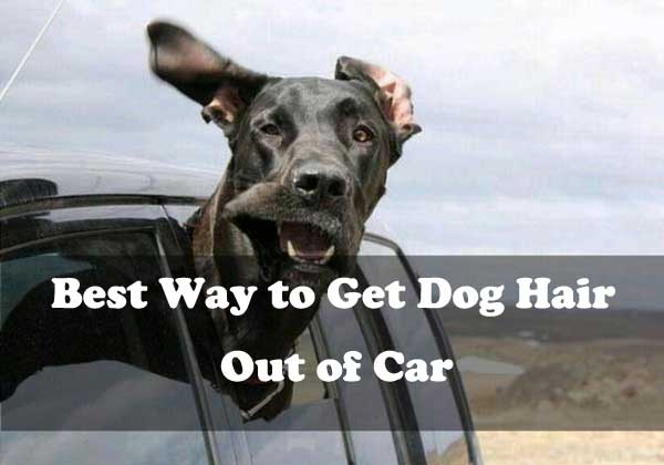 Best way to get dog hair out of car - picture