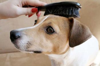 How to brush your short haired dog - picture