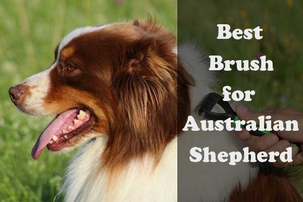 Best brush for Australian Shepherd - picture