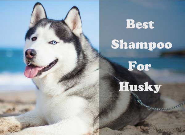 Best Shampoo for Husky - picture