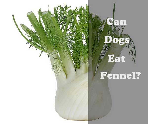 Can dogs eat fennel - picture
