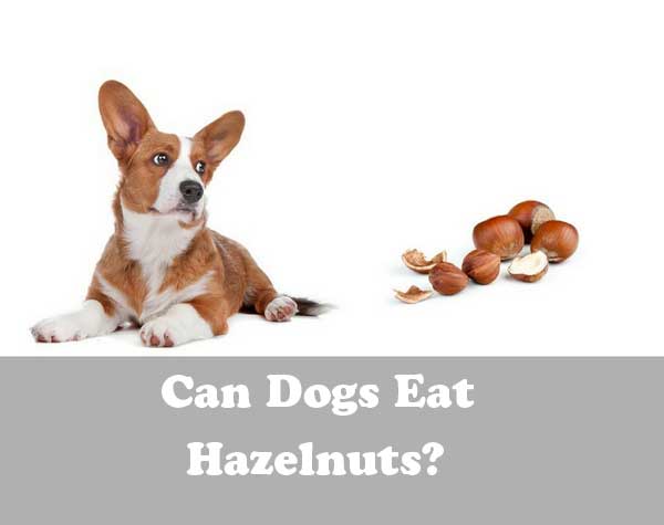 Can dogs eat hazelnuts - picture
