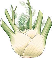 Fennel bulb picture