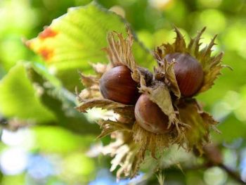 Are hazelnuts bad for dogs - picture