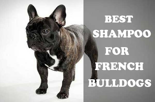 Best shampoo for French Bulldogs - picture