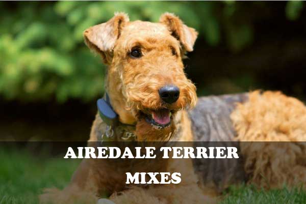 Airedale Terrier mixes - picture
