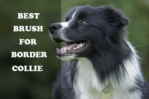 Best brush for Border Collies - picture
