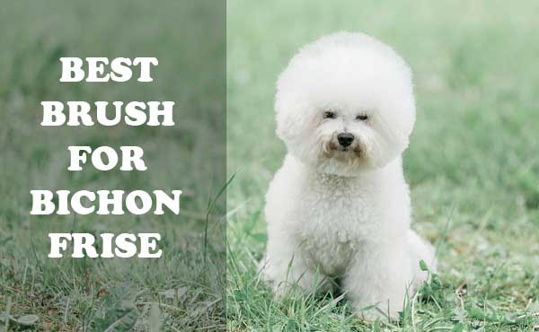 Best Brush for Bichon frise - picture