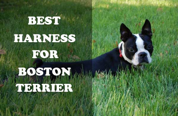 Best Harness for Boston Terriers - picture