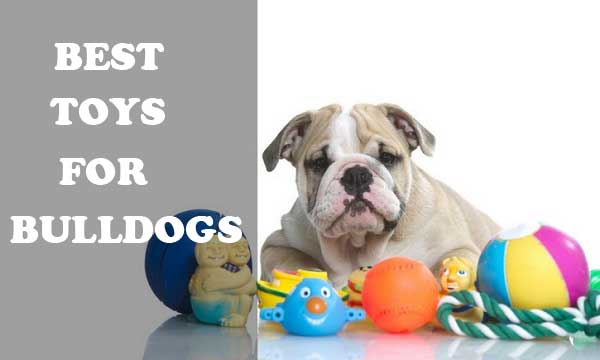 Best toys for bulldogs - picture
