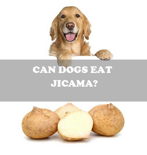 Can dogs eat jicama? - picture