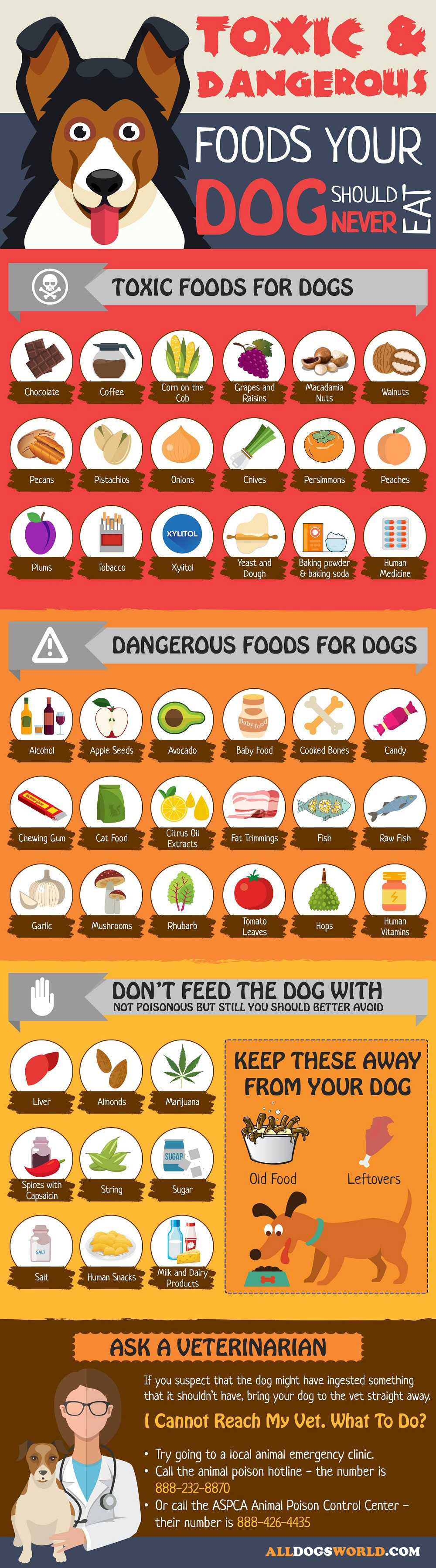 Toxic Foods for Dogs - Infographic
