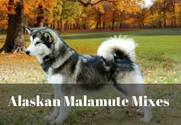 Alaskan Malamute Mixes - picture