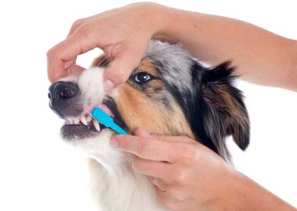 Australian Shepherd dental care - photo