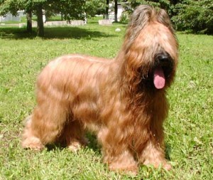 Briard dog breed picture