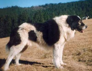 Bukovina Sheepdog - picture