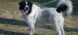 Bulgarian Shepherd Dog - picture