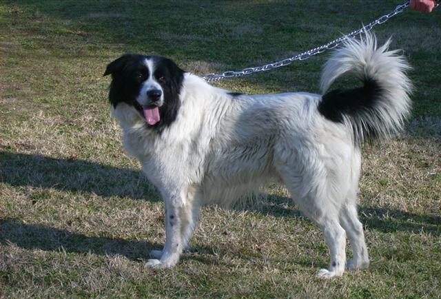 Bulgarian Shepherd Dog - picture