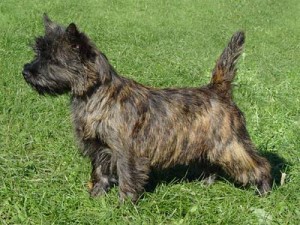 Cairn Terrier - picture