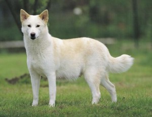 Canaan Dog - picture
