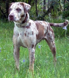 Catahoula Leopard Dog breed information, pictures and facts