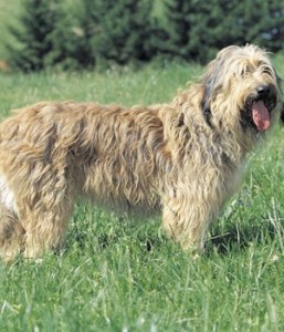 Catalan Sheepdog - picture