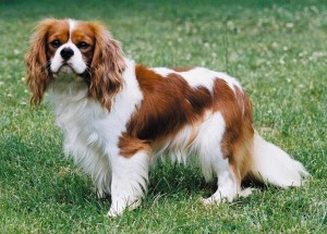 Cavalier King Charles Spaniel - picture