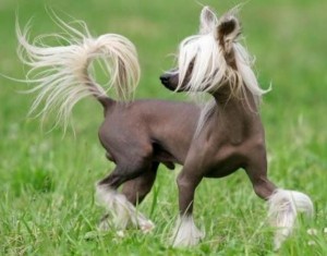 Chinese Crested - picture