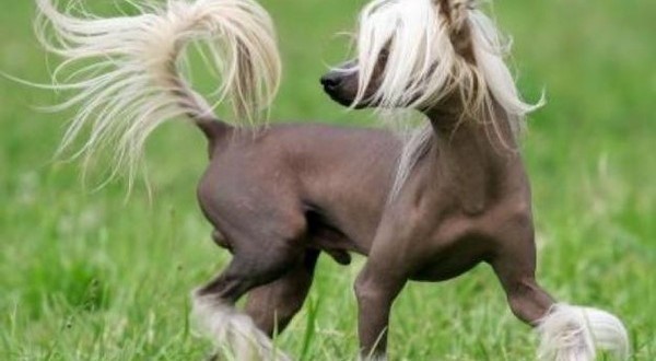 Chinese Crested dog breed information, pictures and facts ...