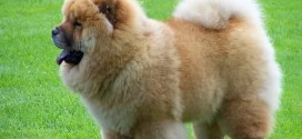 Chow Chow - picture