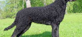 Curly Coated Retriever - picture