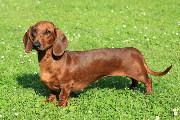Dachshund dog breed information, pictures and facts