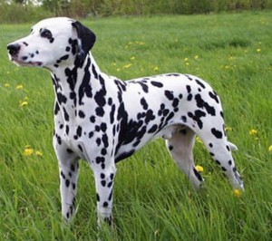 Dalmatian - picture