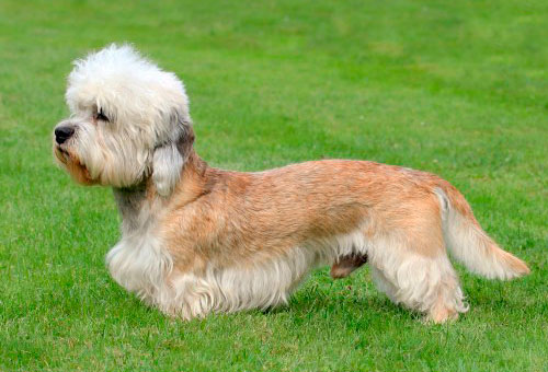 Dandie Dinmont Terrier dog breed information, pictures and facts ...