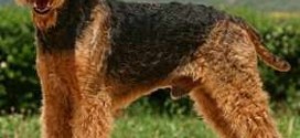Airedale Terrier picture