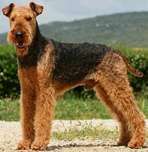 Airedale Terrier picture
