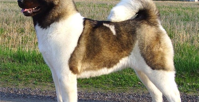 American Akita - dog breed information, picture and facts